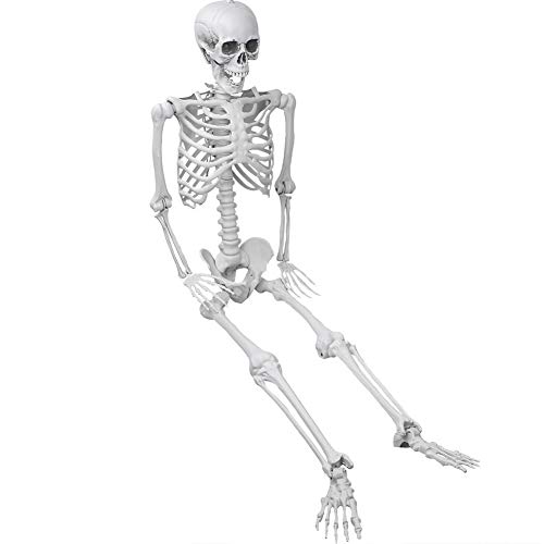 XONOR – Squelette humain réaliste avec articulations mobiles