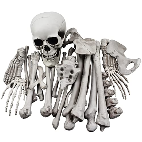 XONOR 28 os de Squelette et crâne pour la décoration dhallow